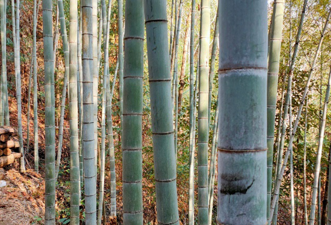 নিংগুও কুন্তাই বাঁশ ও কাঠ কোং, লিমিটেড।