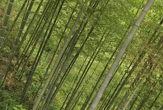 নিংগুও কুন্তাই বাঁশ ও কাঠ কোং, লিমিটেড।